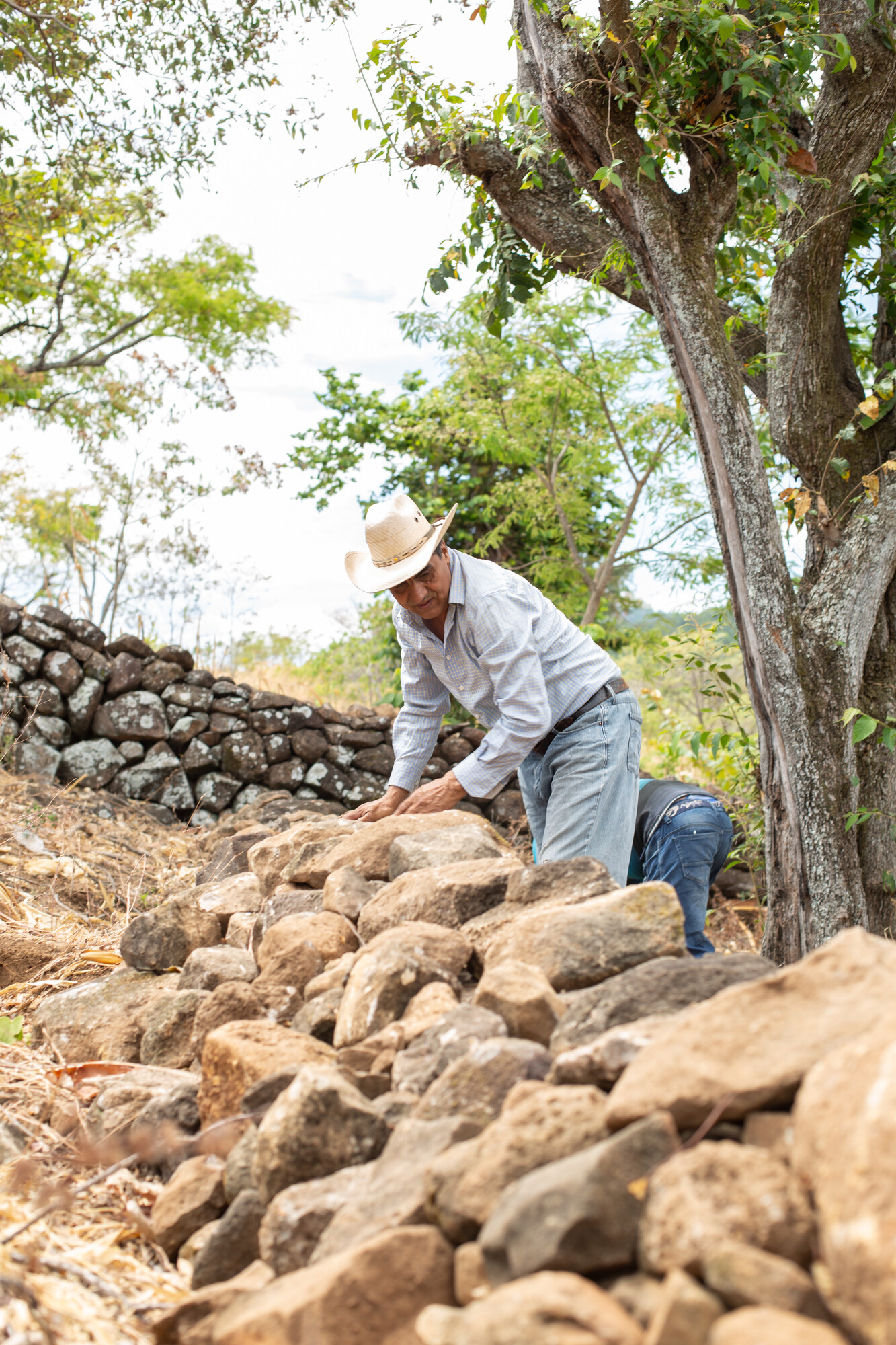 A Honduran farmer in a white cowboy hat works on a field stone erosion barrier
