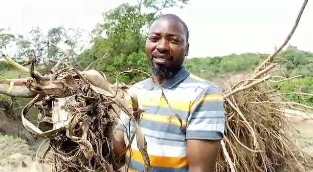 A Zambian man in a striped shirt stands with plant debris.