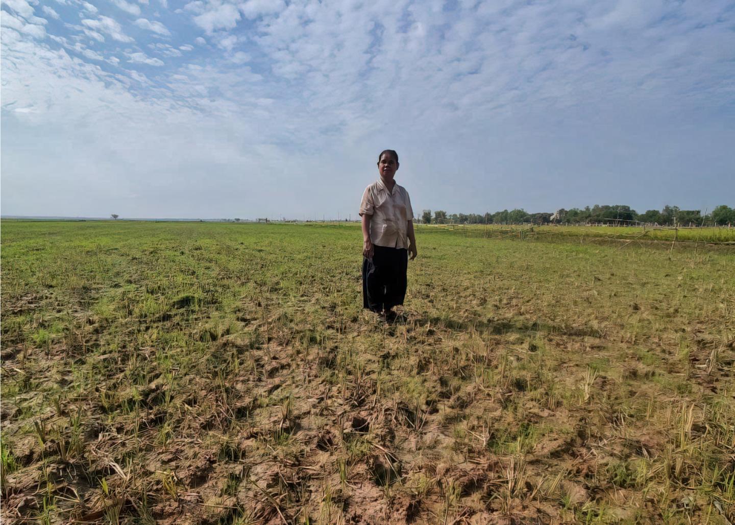 A Cambodian woman stands in the middle of a green field.