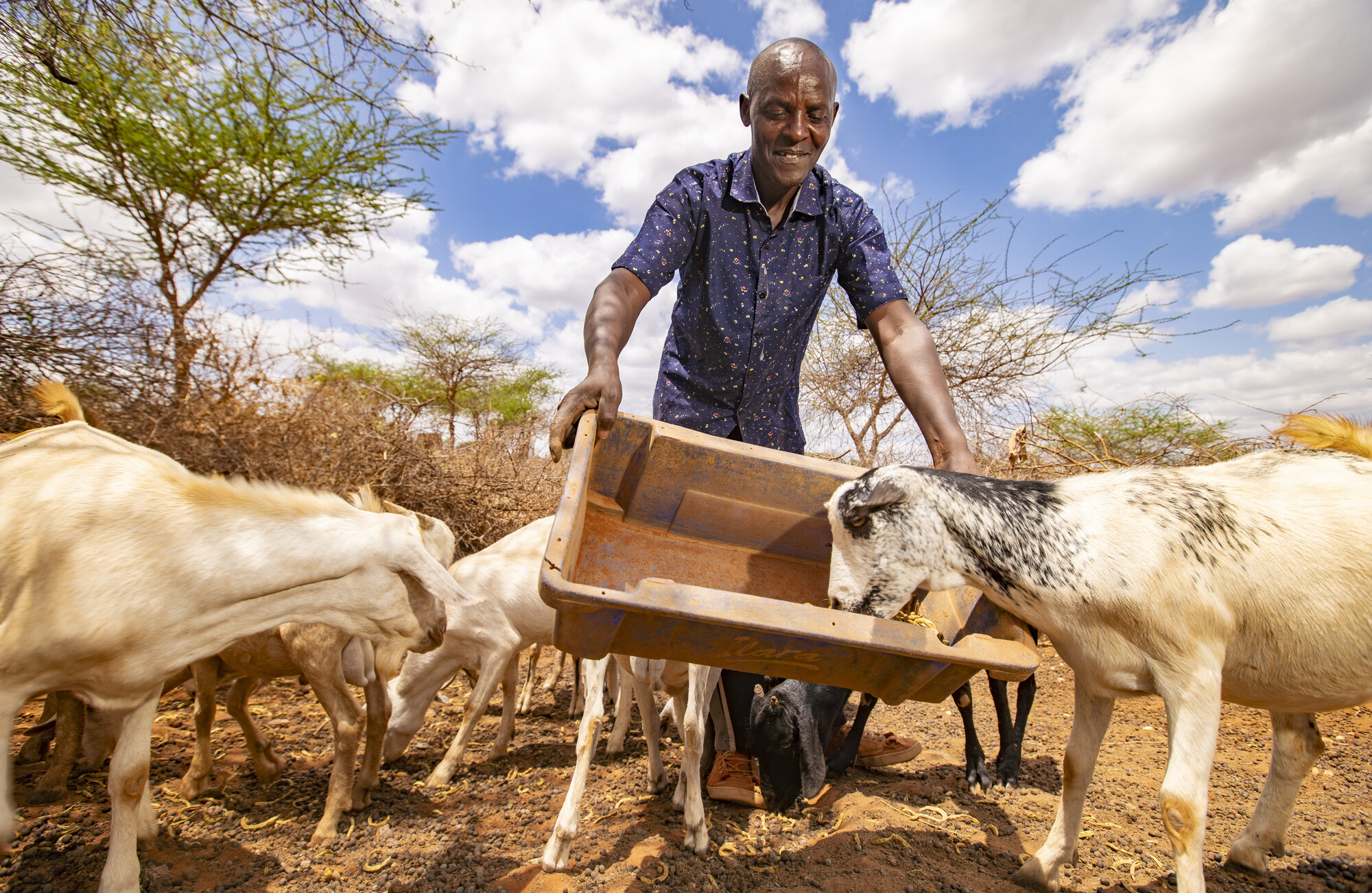 A Kenyan man dumps a bucket of feed to a group of goats