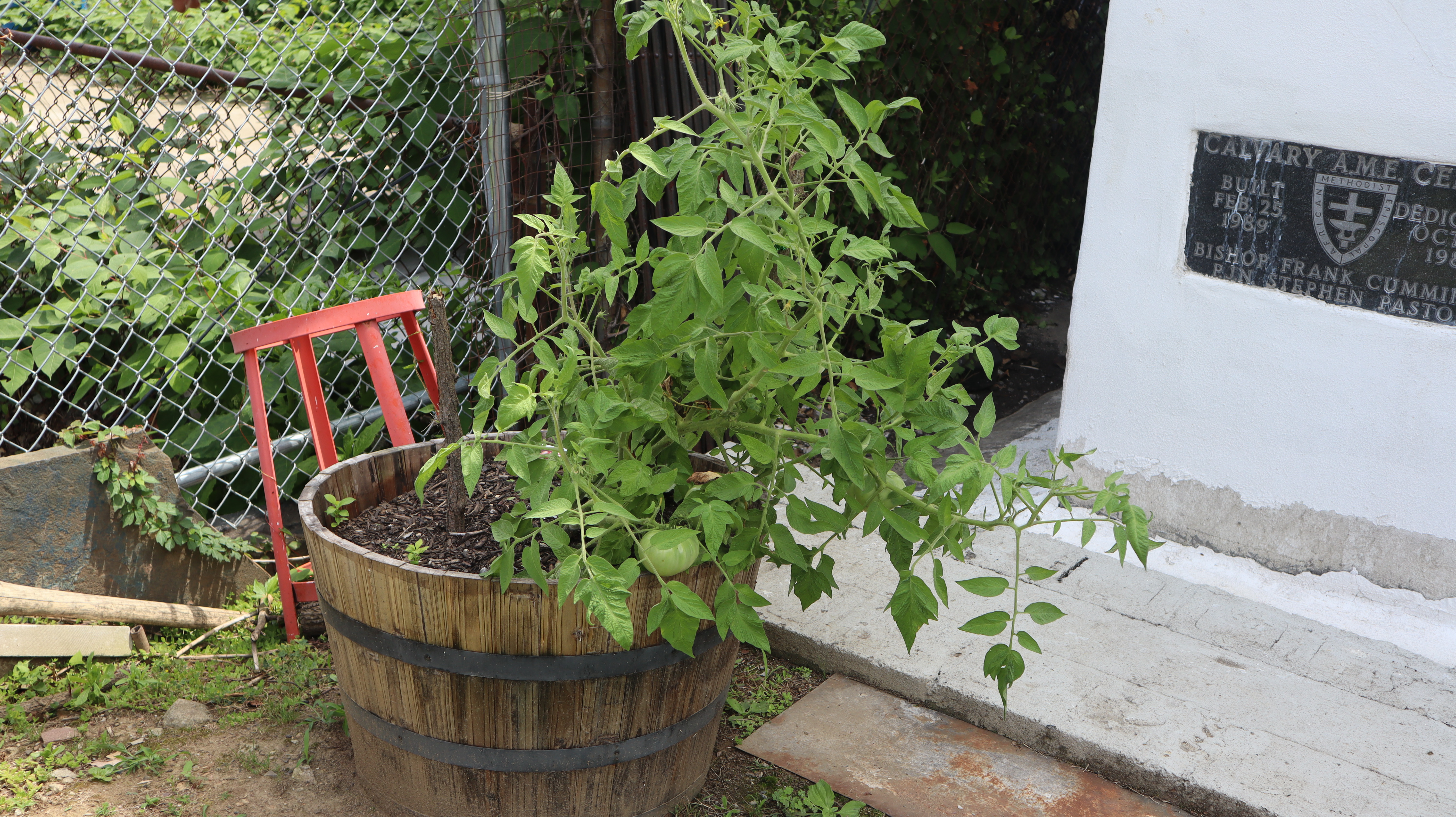tomatoes grow in a container next to the foundation of a church