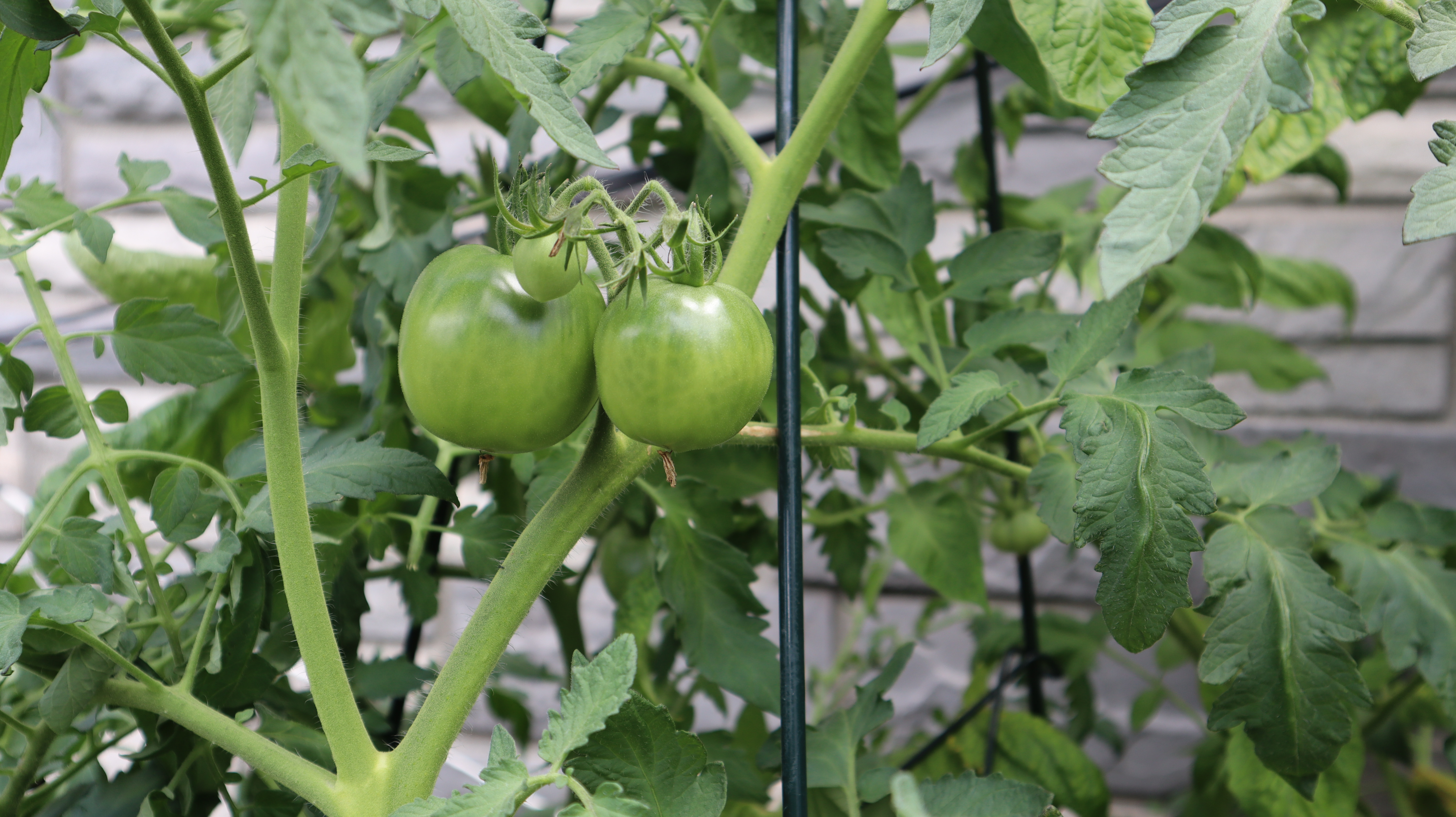 tomatoes grow in a raised bed