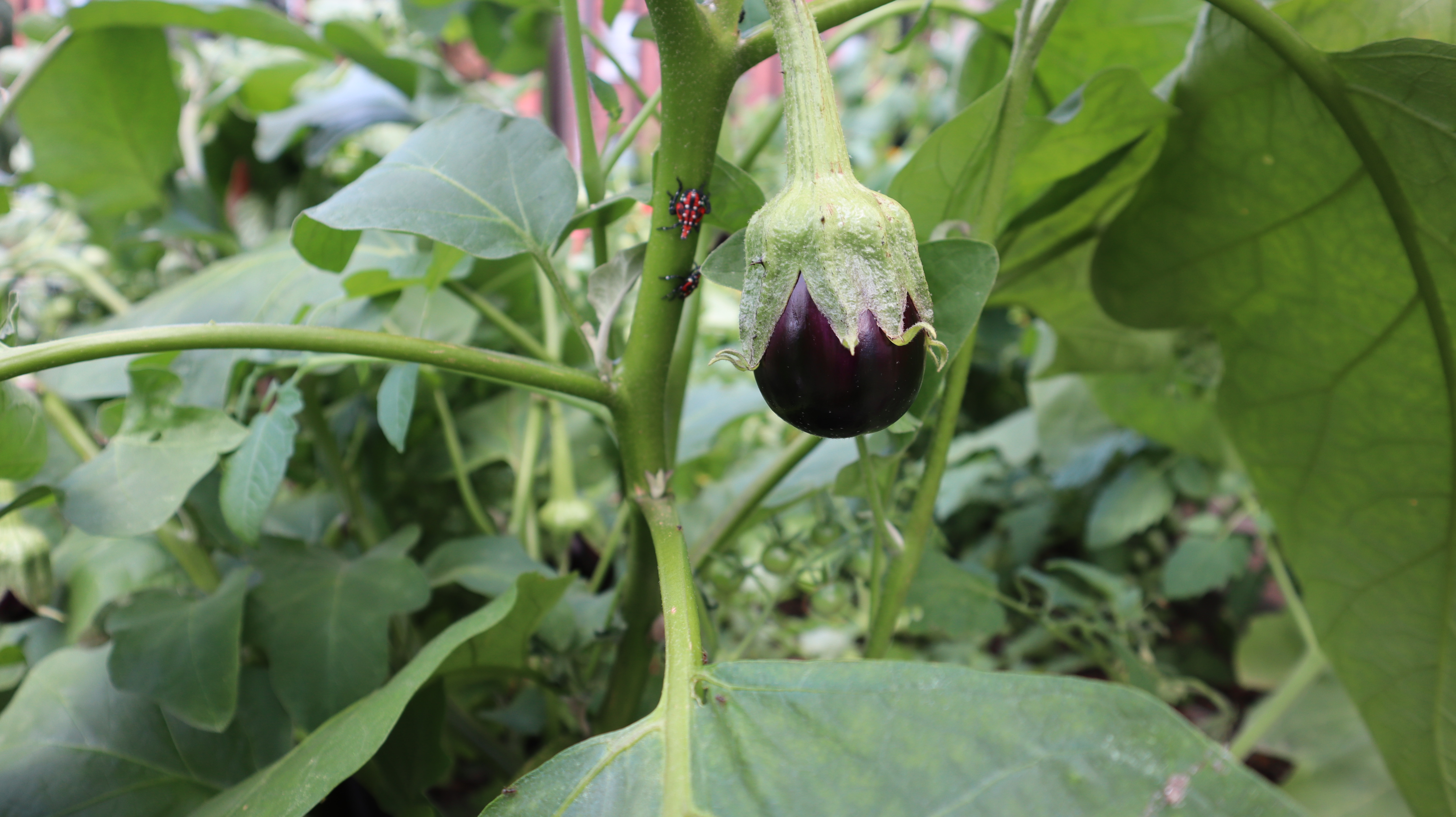 a tiny eggplant grows on a vine