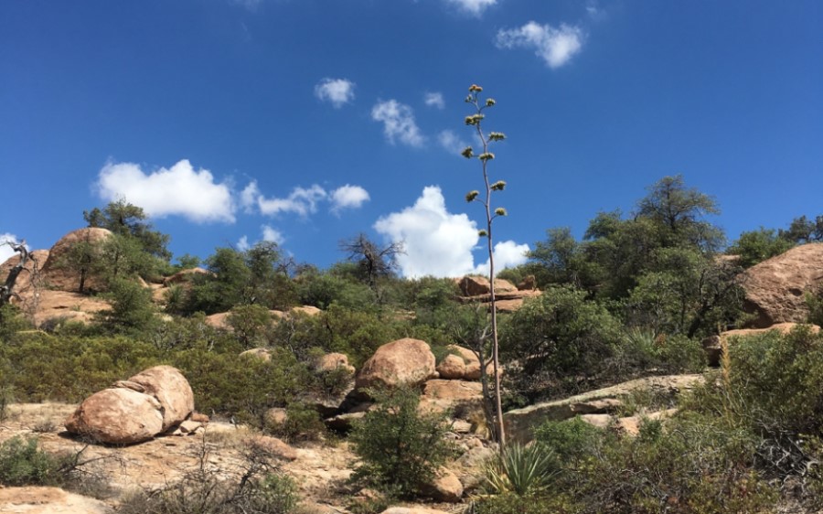 Boulders and desert shrub landscape against a blue sky.