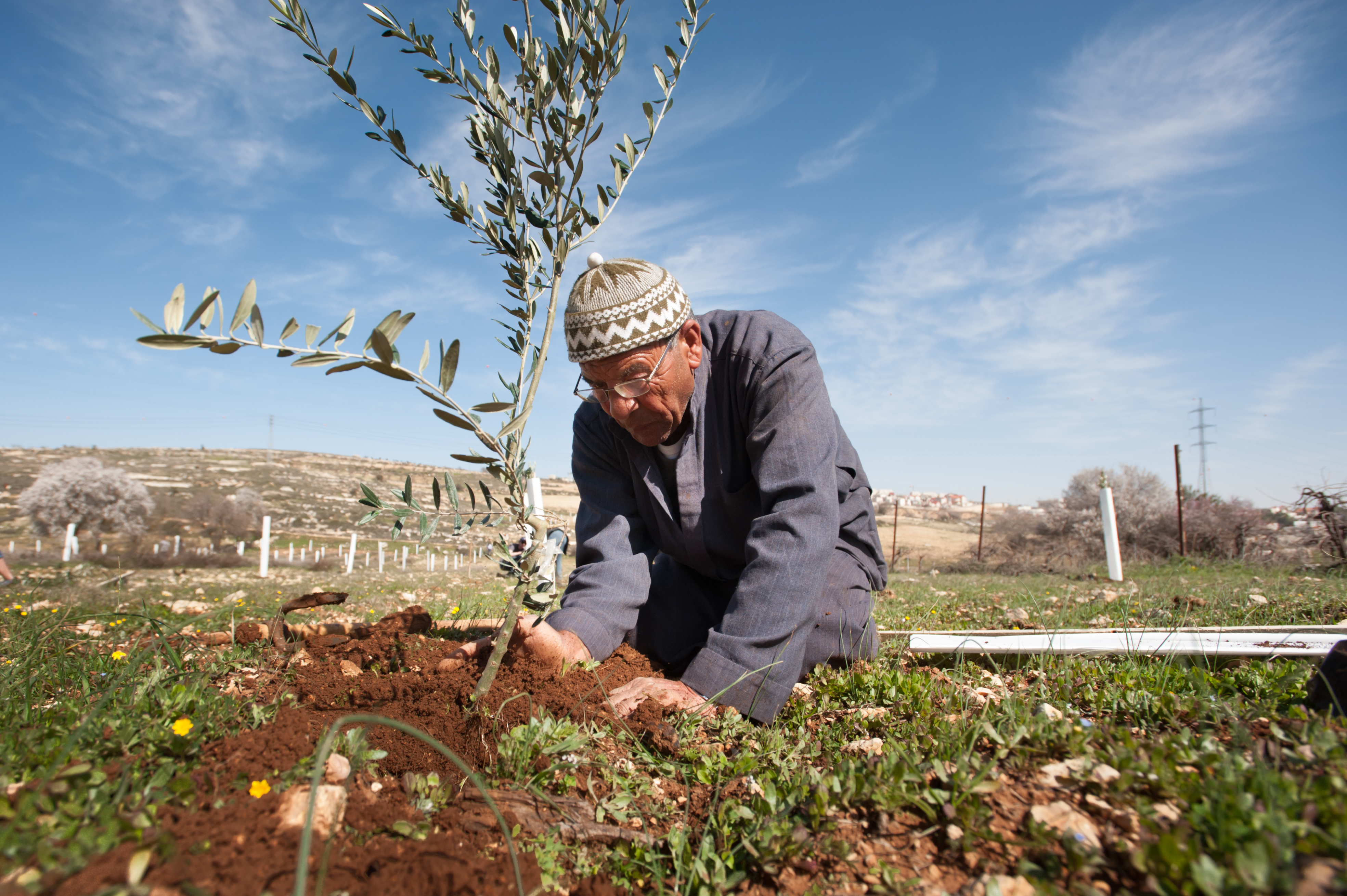 A man plants an olive tree