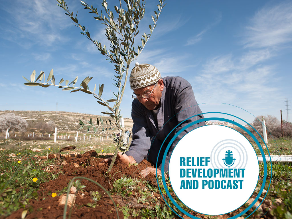 Man planting olive tree