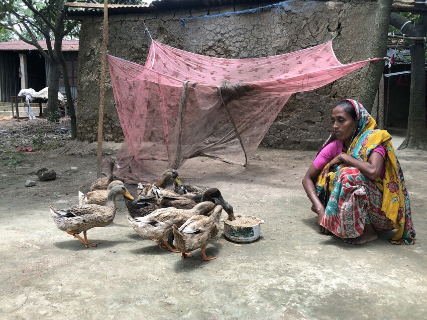 Mina Begum is feeding her ducks in the cluster village in Mohadevpur, Naogaon district, Bangladesh, where MCC supports a food security and livelihood project implemented by partner Association for Rur