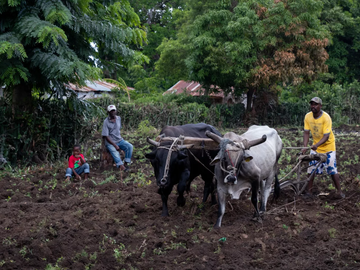 A Haitain man walks behind a til and oxen that are plowing a field. Two people sit on the edge of the field and watch