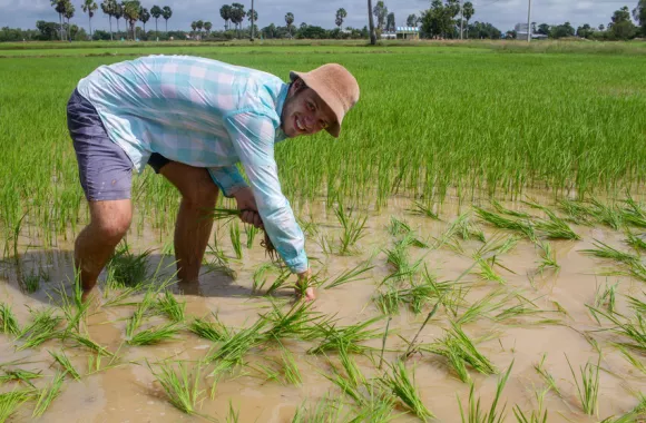 Isaac Alderfer, SALT* participant in Mesang, Cambodia, transplants rice with his host family in a field near their home. The family produces enough rice each year to sustain themselves until the next