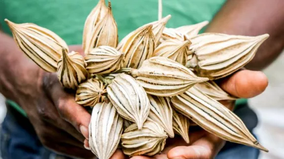 A close up of a man's hands holding a bundle of seeds