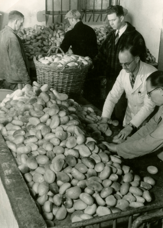 A black and white photo from the 1940s of five men sorting bread rolls
