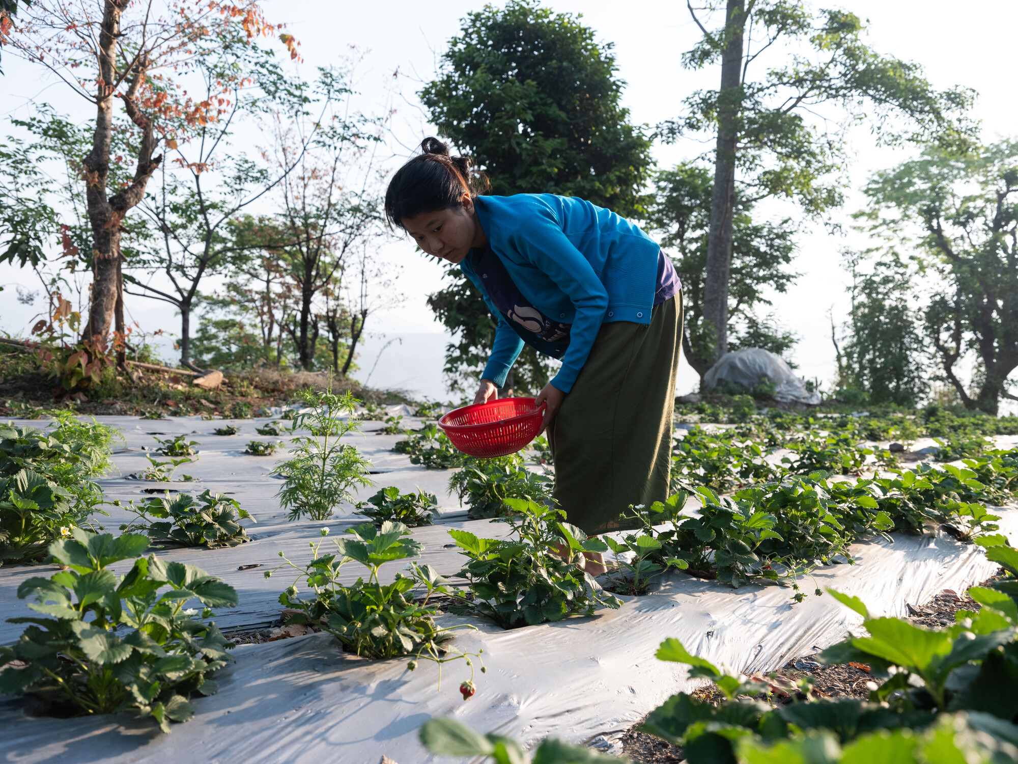 Puja Majar (21), is picking strawberries from her farm in Kerabari Rural Municipality-3 in Morang, Nepal on Sunday, April 21, 2024. Puja sells strawberries in the nearby market. She participated in t