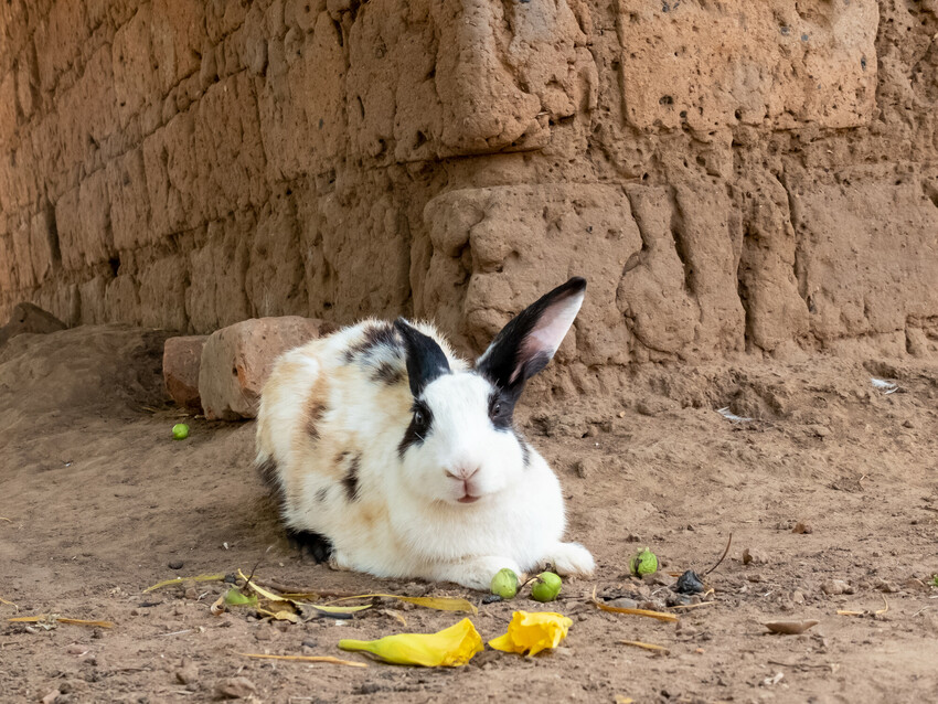A rabbit at the farm of Margaret Akello in Oderai, Uganda. The APED program has helped the family grow their livestock holdings.