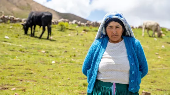 A Bolivian woman in a blue cardigan with a blanket draped on her hair stands in a cow pasture on a mountainside. There is a cow in the background. 